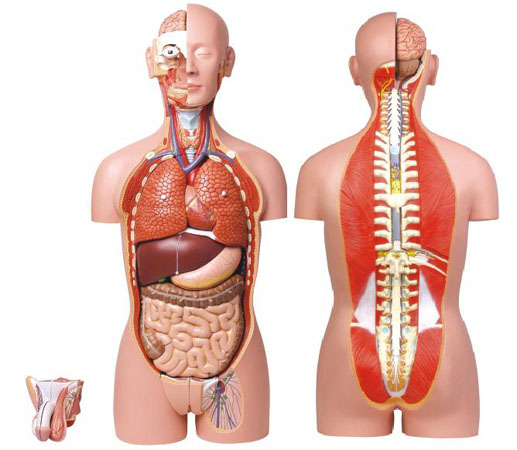 康人男、女兩性人體背部開放式半身軀干模型KAR/10003