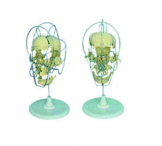 康人成人頭顱骨骨性分離模型KAR/11116-1